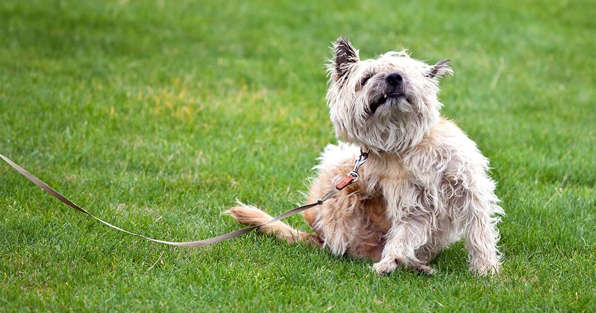 Dog Scratching an Itch on Their Side | Diamond Pet Foods