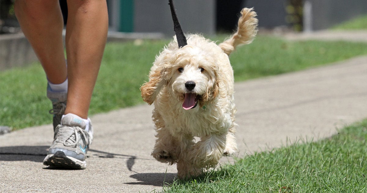 Dog Walking with Owner Outside | Diamond Pet Foods