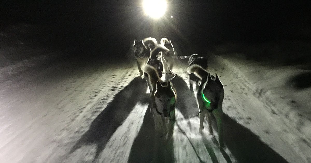 A close-up of a pack of Siberian huskies pulling a sled through the snow at night.