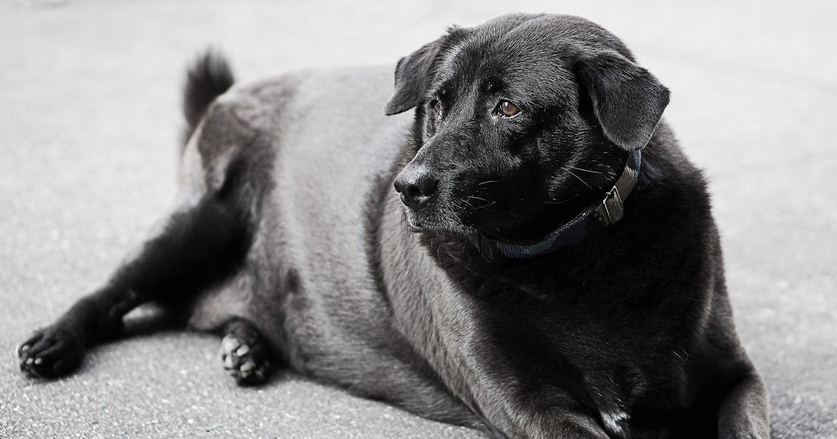 Obese Black Dog Lying on the Floor | Diamond Pet Foods