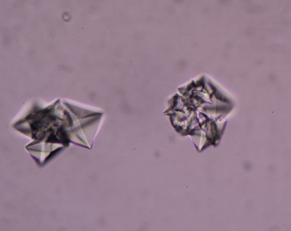 Pet Struvite Crystals | Diamond Pet Foods