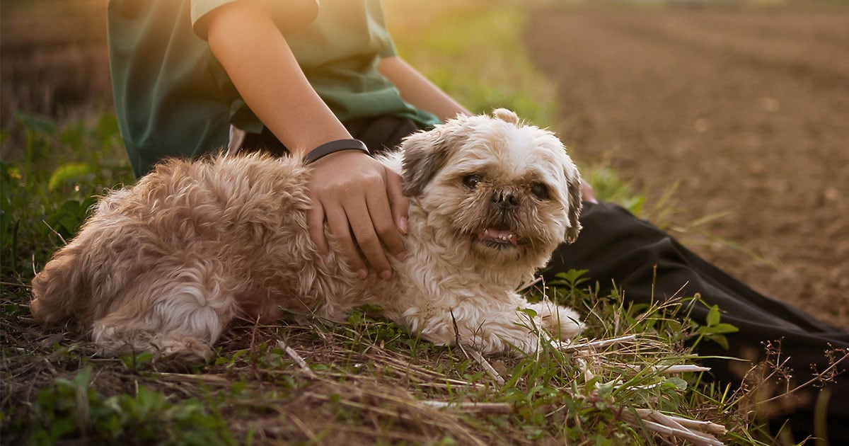 A senior dog lying down next to its owner in the grass.
