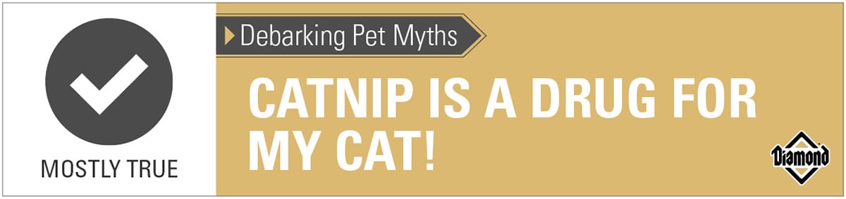 An interior graphic with text that reads, 'Debarking Pet Myths: Catnip is a drug for my cat! — Mostly True'.