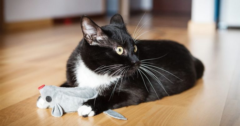 A cat lying on the floor holding a cat toy between its paws.