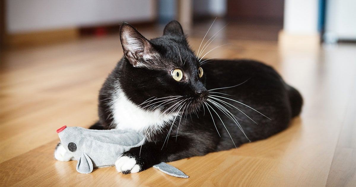 A cat lying on the floor holding a cat toy between its paws.