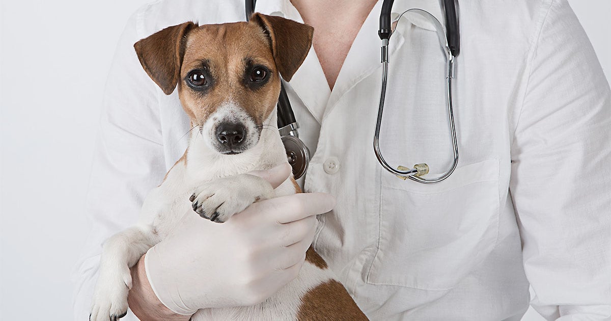 Close-Up of Jack Russell Terrier Dog Being Held by Vet | Diamond Pet Foods