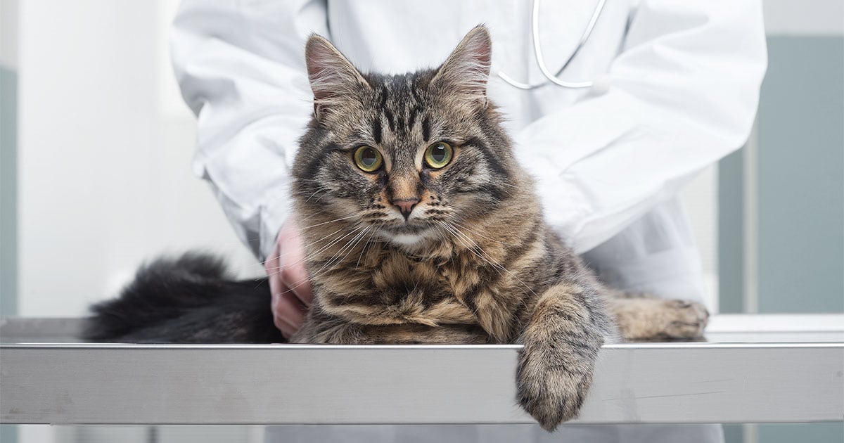 What You Should Know About Declawing Your Cat | Diamond Pet Foods
