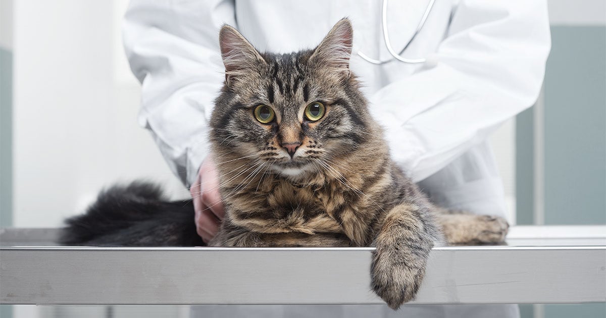 A cat lying on a table while a veterinarian uses their hands to inspect the cat.