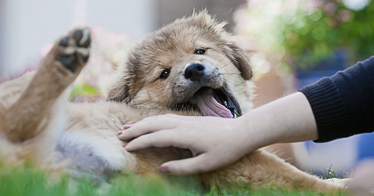 Close-Up of a Puppy Being Petted While Lying on Grass | Diamond Pet Foods