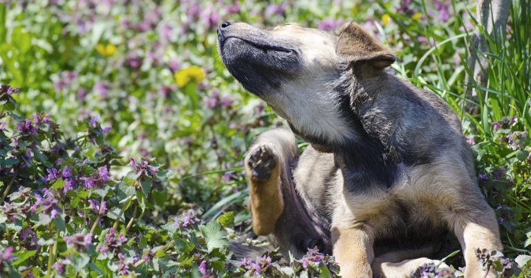 Dog Sitting in a Field Scratching Its Ear | Diamond Pet Foods