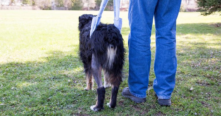 Dog with Orthopedic Issues Walking with Owner's Help | Diamond Pet Foods