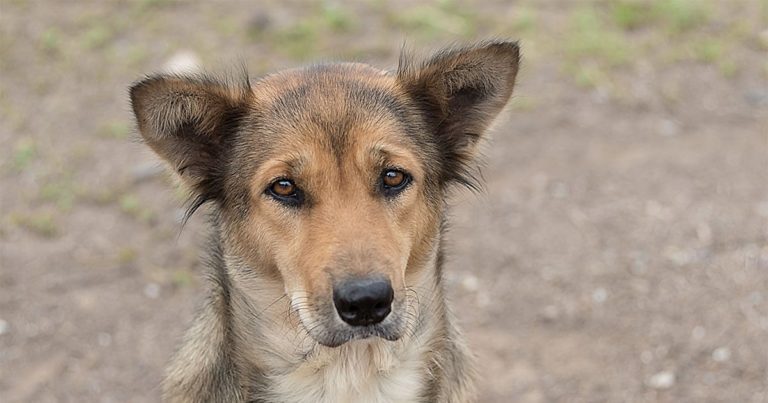 Brown and Black Dog Looking at Camera | Diamond Pet Foods