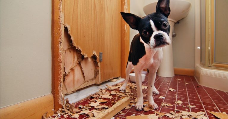 Black and White Dog Looking at Camera After Tearing Up a Door | Diamond Pet Foods