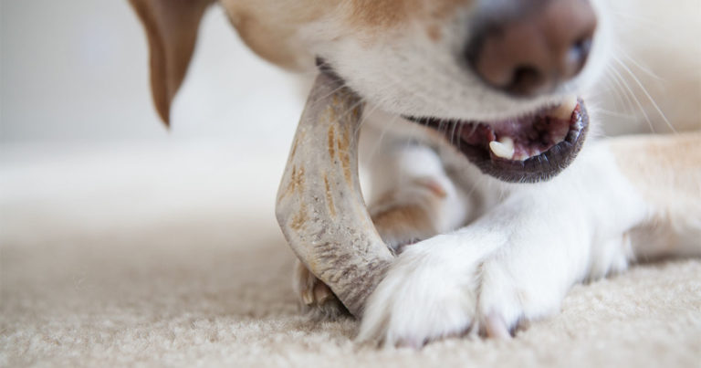 Dog Chewing on a Real Bone | Diamond Pet Foods
