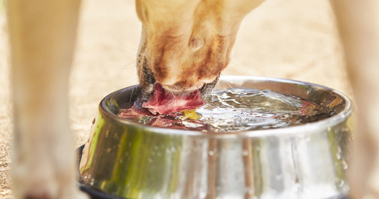 A close-up of a dog drinking water out of a metal bowl.