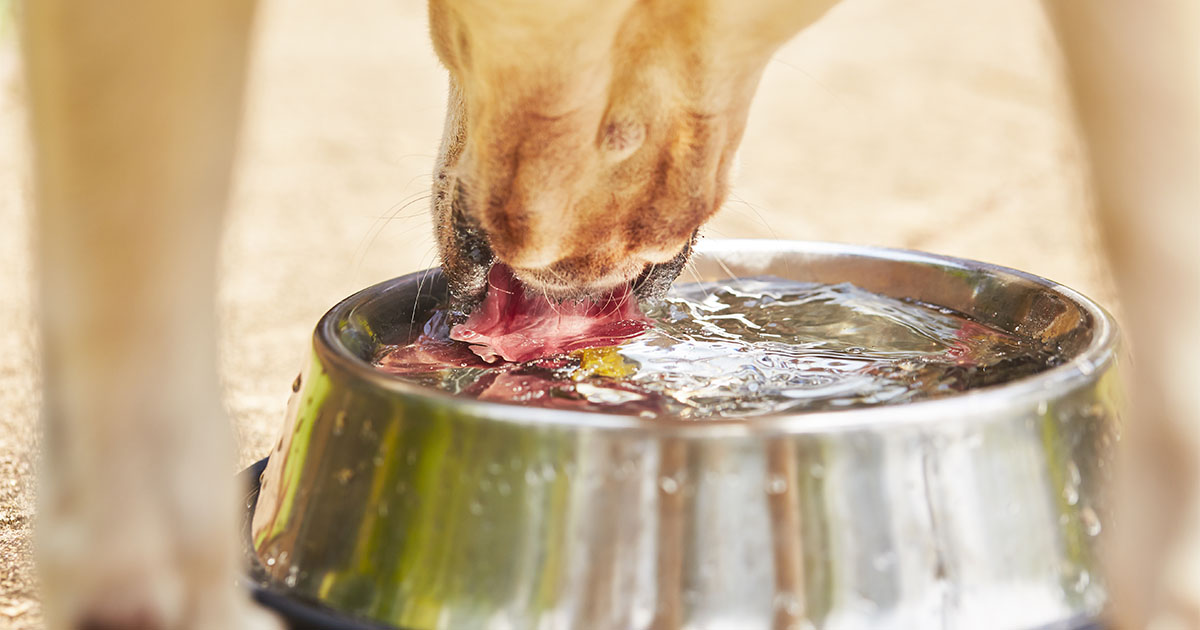 A close-up of a dog drinking water out of a metal bowl.