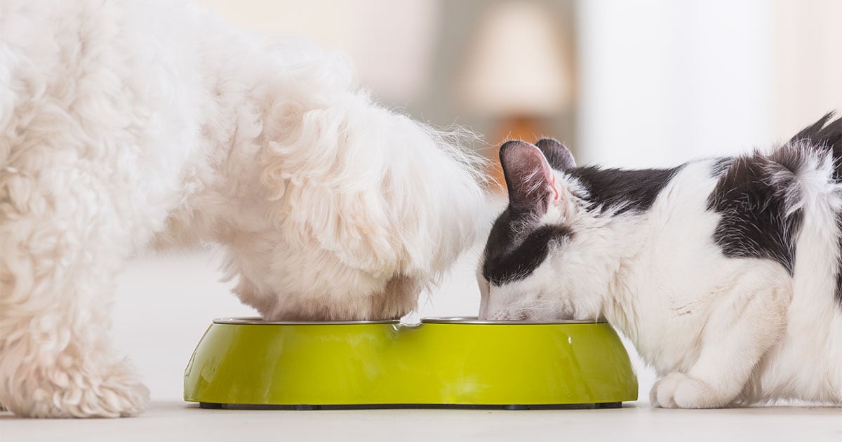 A dog and a cat eating out of food bowls next to each other on the floor.