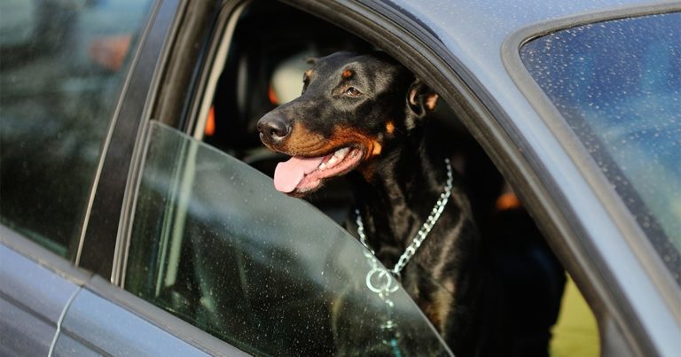 A dog in a car with the window down