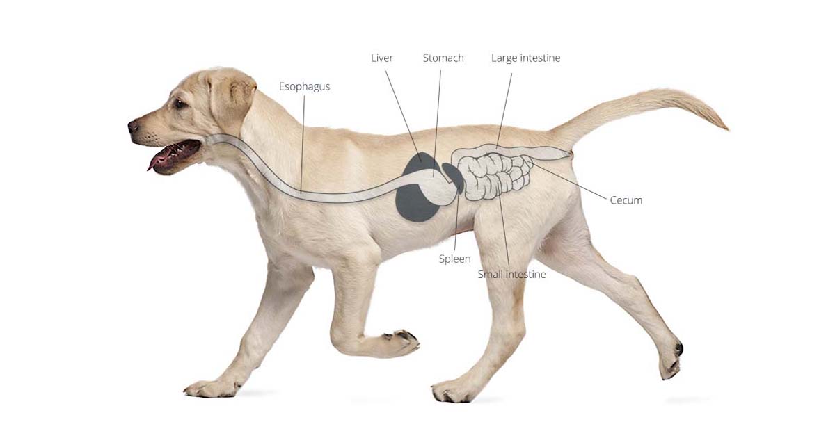 Dog’s Digestive System Illustration | Diamond Pet Foods