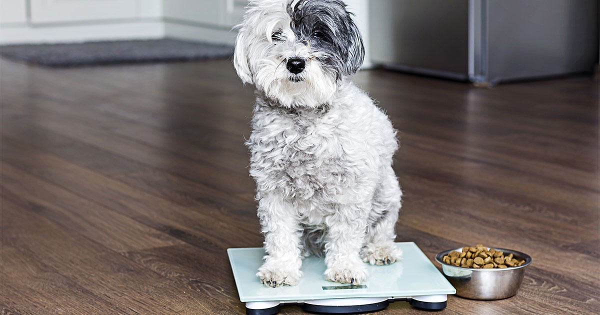 Dog Sitting on Scale | Diamond Pet Foods