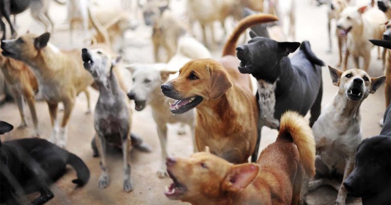 A large group of various dogs at a rescue center.