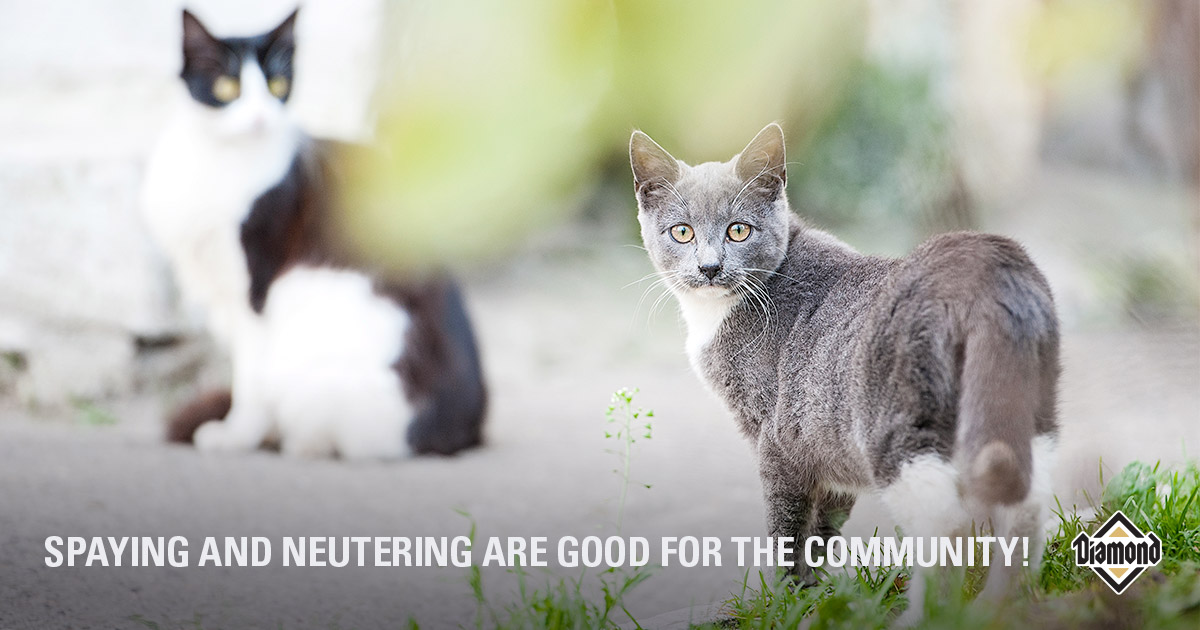 Why Cats” Should Be Spayed or Neutered Diamond Diamond
