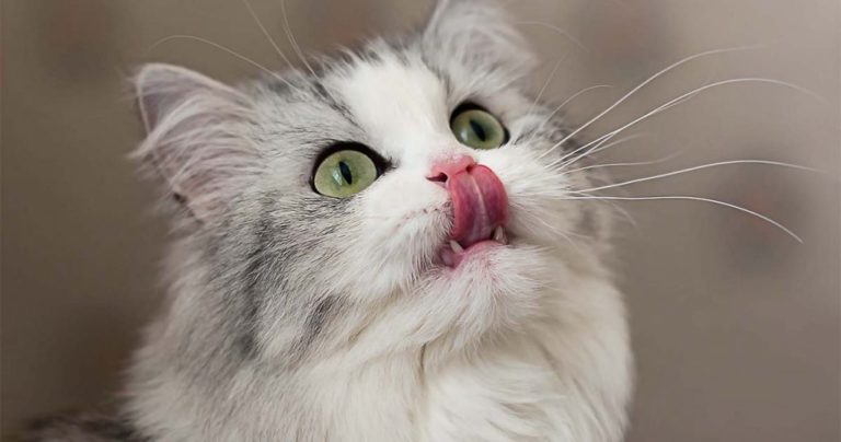 A cat licking their nose | Diamond Pet Foods