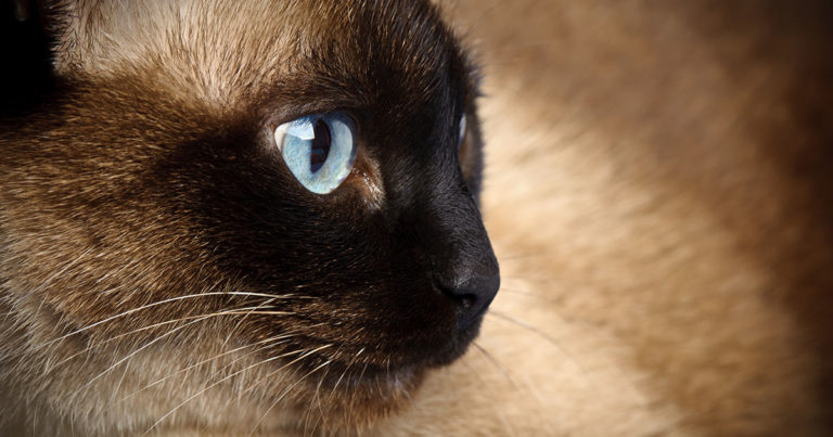 A close-up of a cat's face with blue eyes.