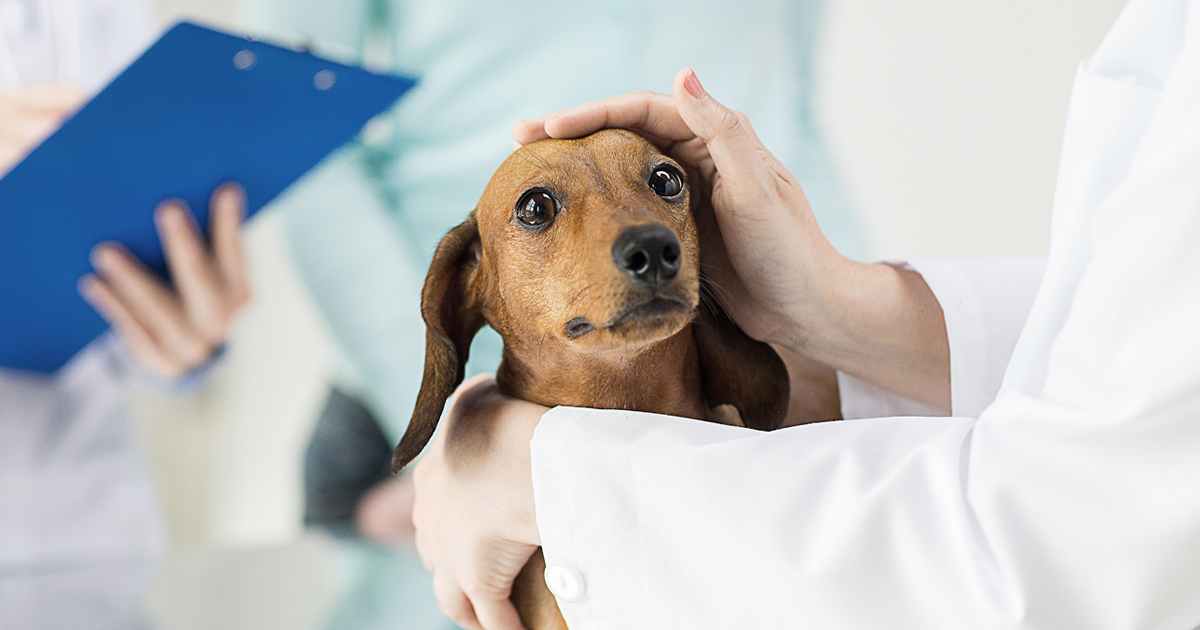 A small dog being examined by the hands of a veterinarian.