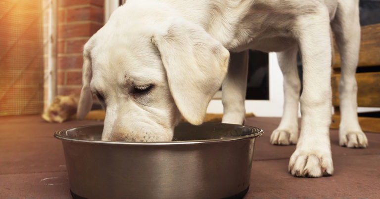 A close-up of a dog leaning down to eat food from a metal bowl on the floor.