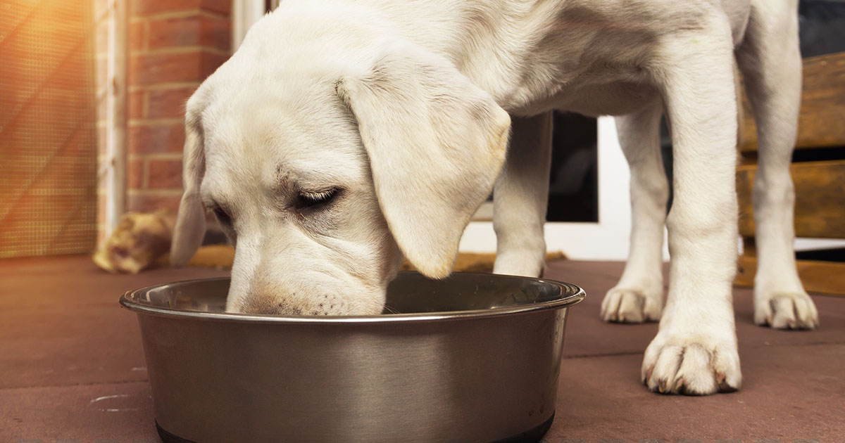 A close-up of a dog leaning down to eat food from a metal bowl on the floor.