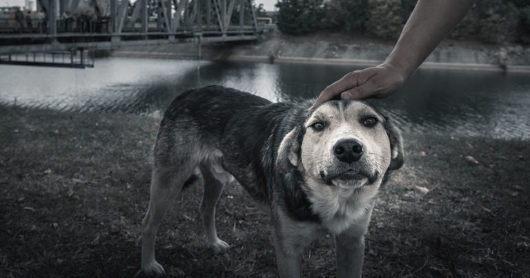 A frightened dog standing near a river being comforted by a human petting its head.