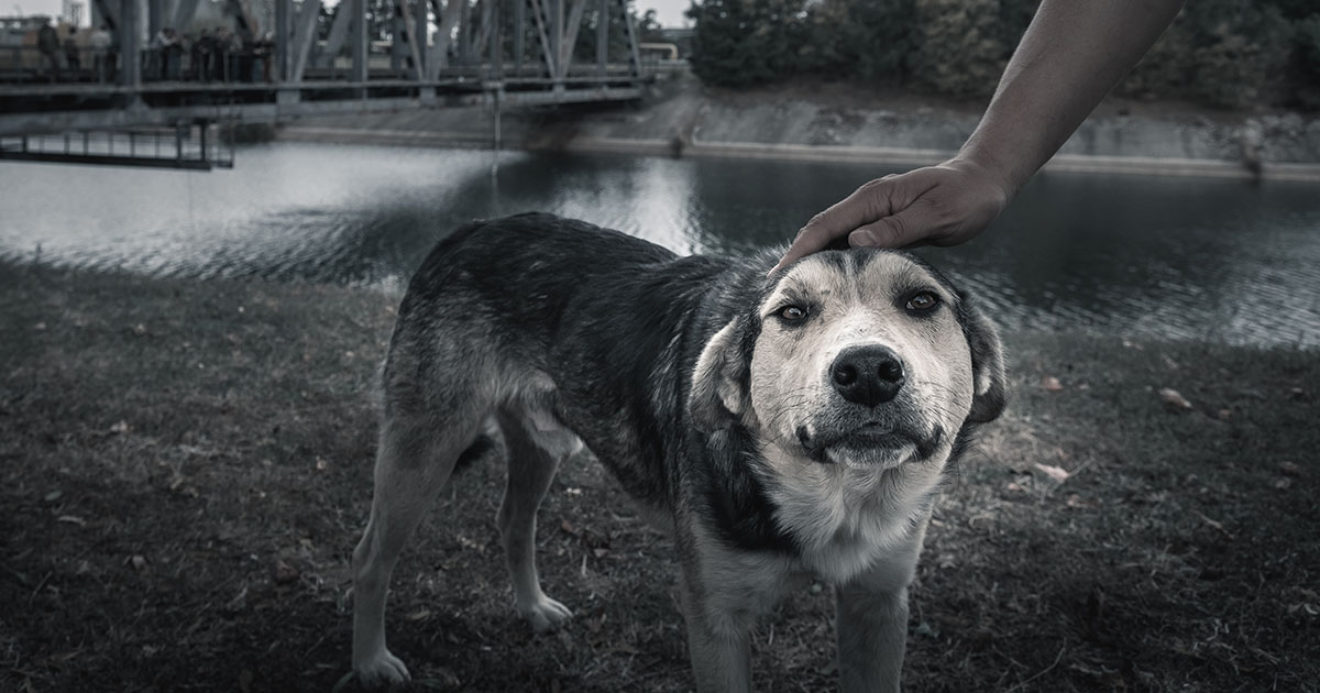 A frightened dog standing near a river being comforted by a human petting its head.