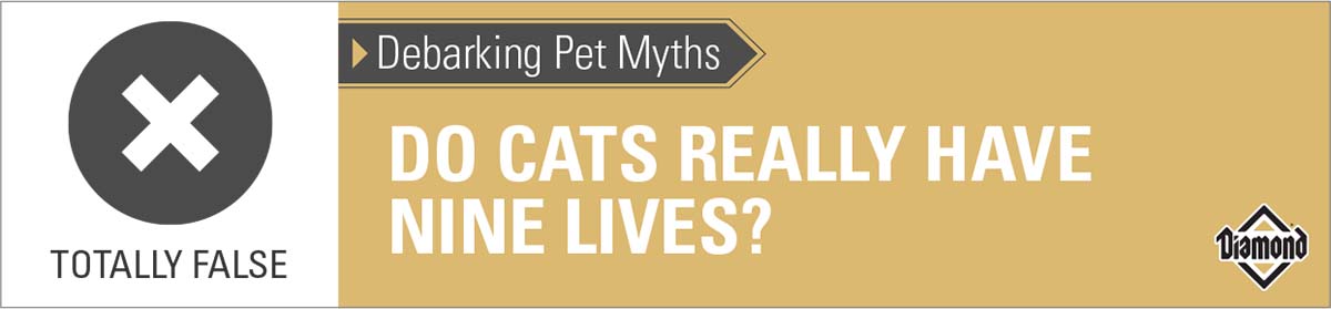 Infographic: Cats don't have nine lives