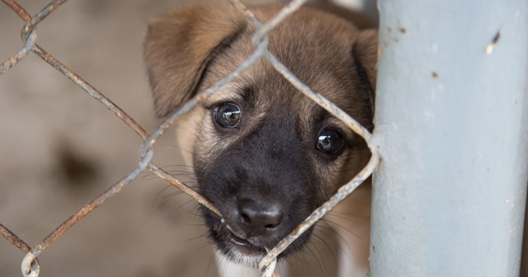 A puppy nibbling on a chain link fence.