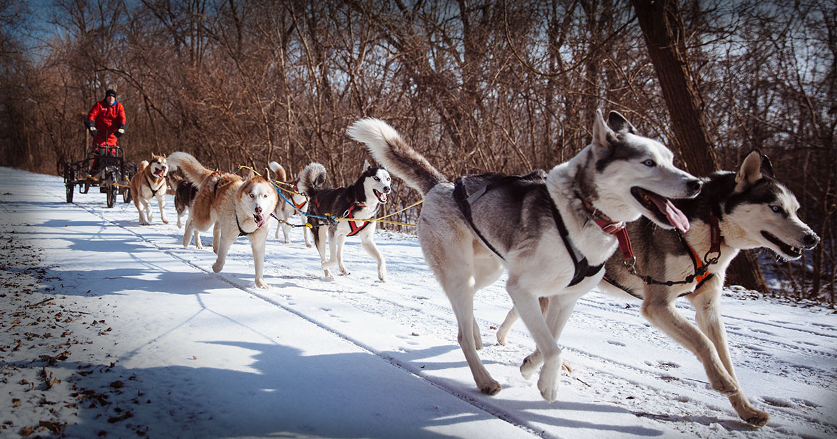 Sled dogs pulling a sled | Diamond Pet Foods