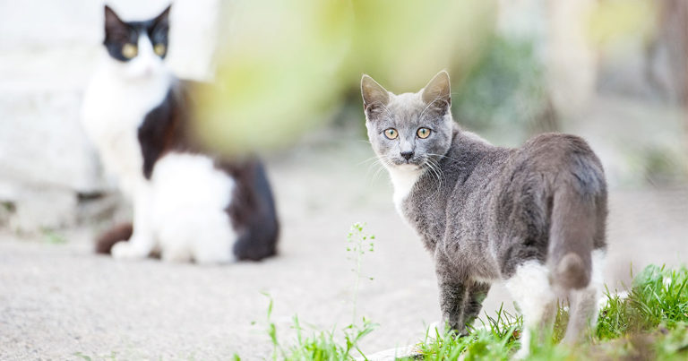Two cats standing outside | Diamond Pet Foods