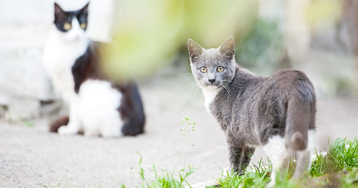 Two cats standing outside | Diamond Pet Foods