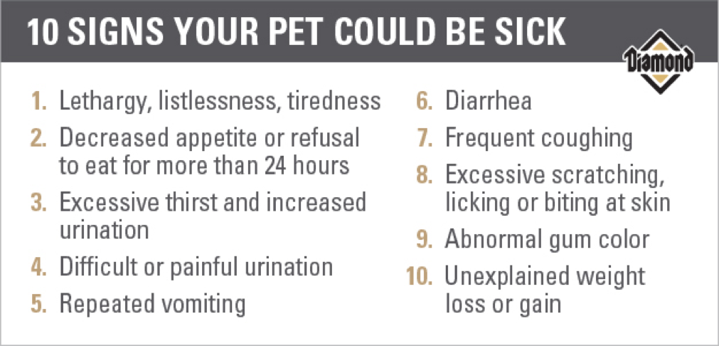 10 signs your pet could be sick | Diamond Pet Foods