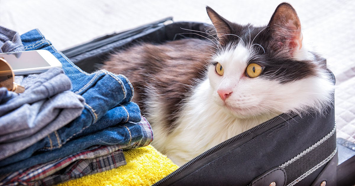 Cat Sitting Inside Luggage Bag | Diamond Pet Foods