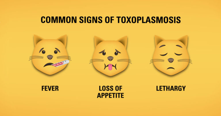 Common Signs of Toxoplasmosis Infographic | Diamond Pet Foods