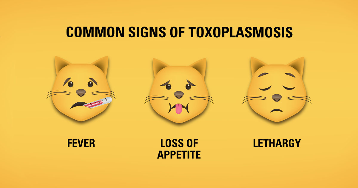 Common Signs of Toxoplasmosis Infographic | Diamond Pet Foods