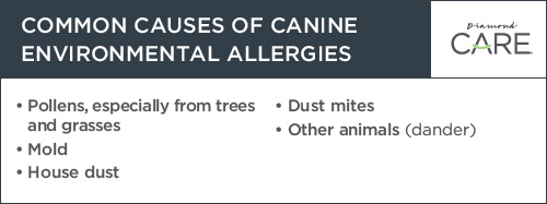 Dog Allergy Symptoms Infographic | Diamond Pet Foods width=