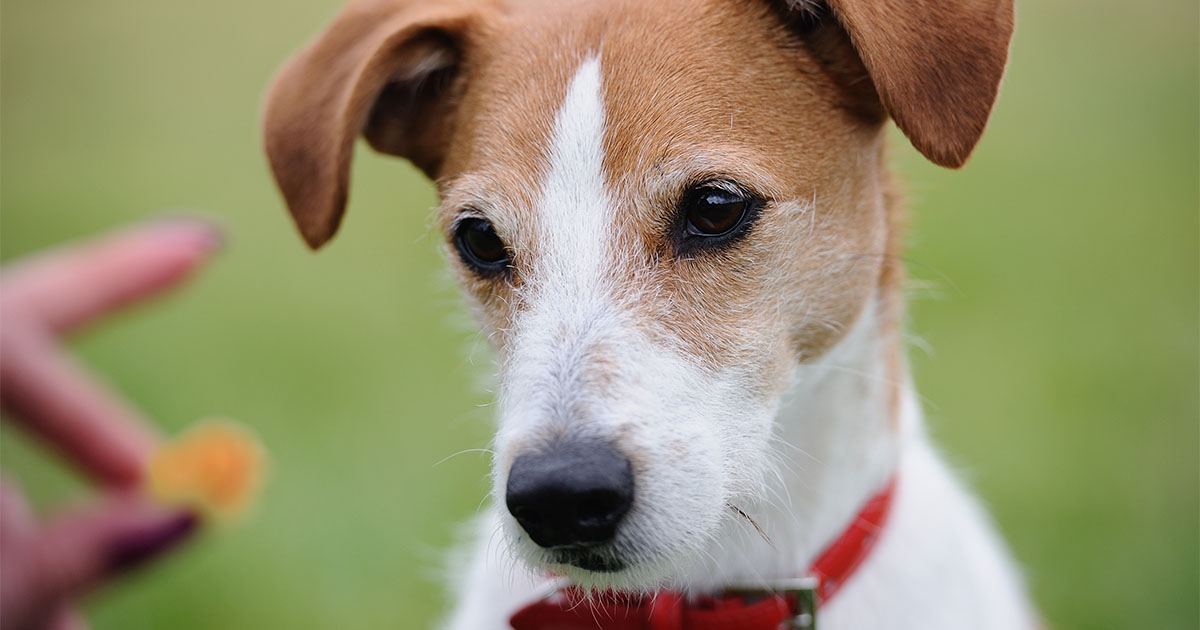 A small dog staring at a hand holding a treat.