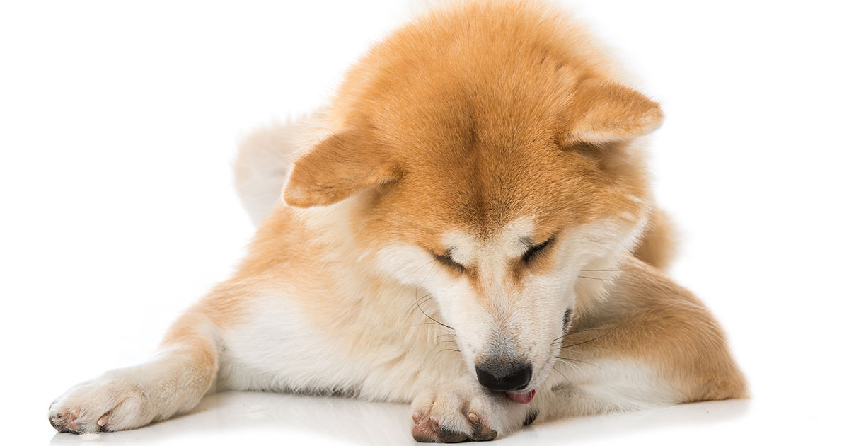 A Dog Lying Down and Licking Their Paw | Diamond Pet Foods