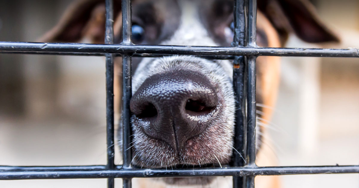 A Dog's Face Behind a Cage | Diamond Pet Foods