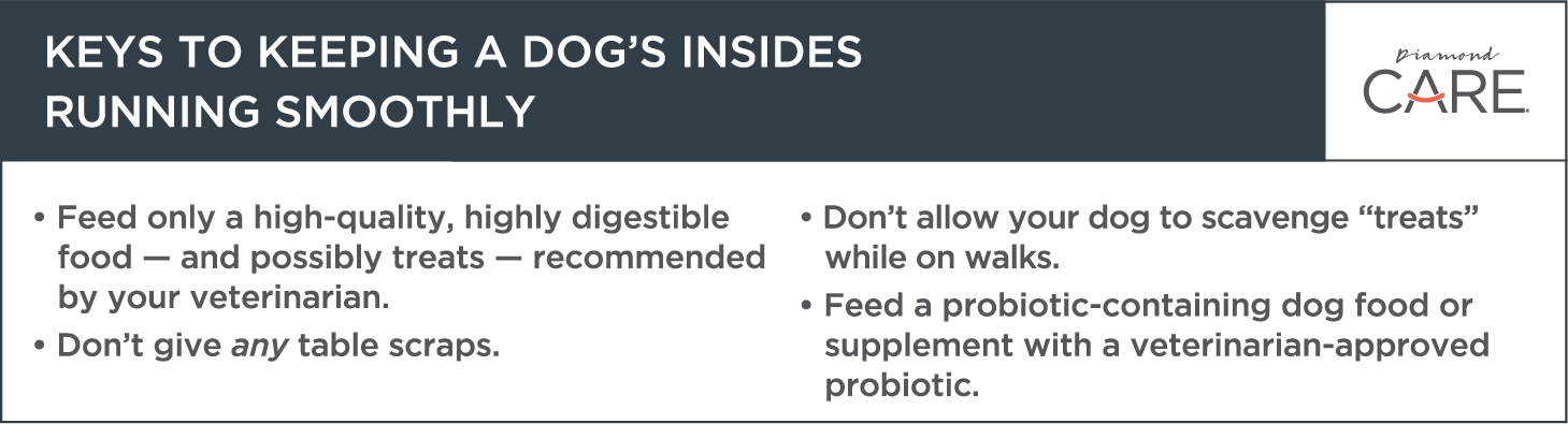 Nutrition Tips for Dogs Infographic | Diamond Pet Foods