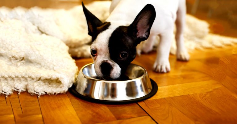 A small dog eating kibble from a metal bowl on the floor.