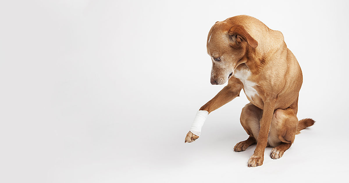 A dog sitting and lifting its front paw into the air with it wrapped in a bandage.