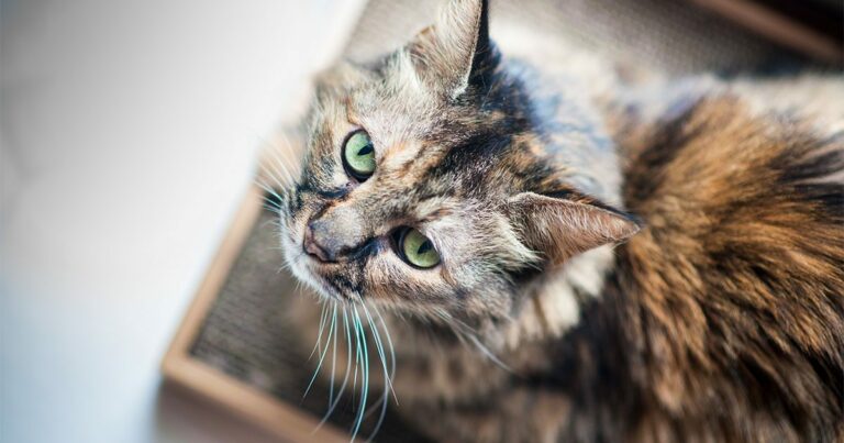 A black and brown cat standing on the floor looking up.